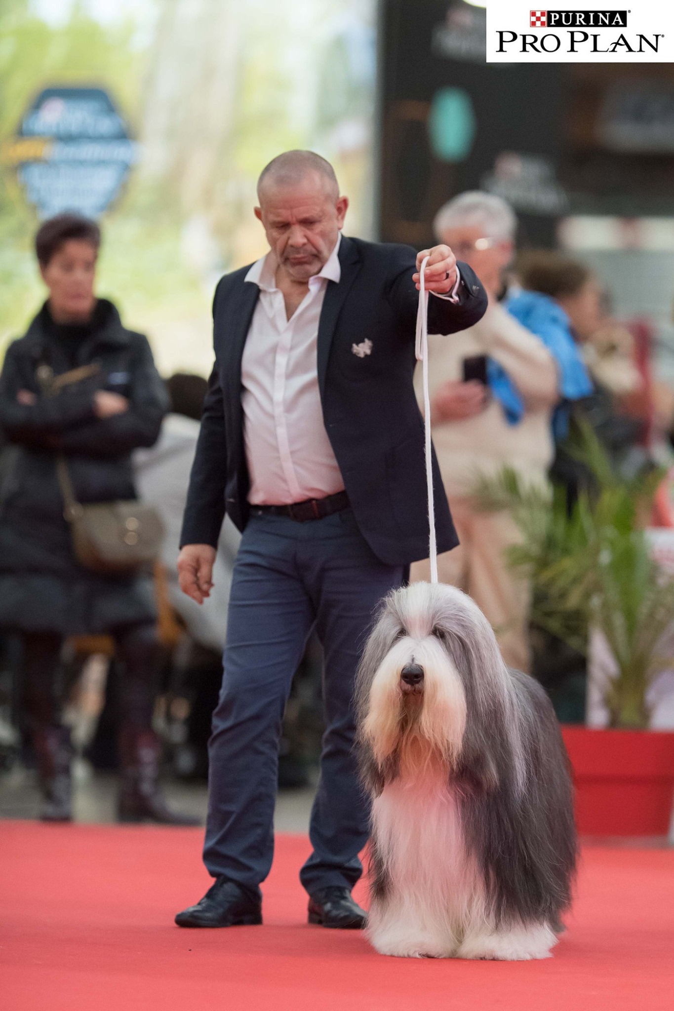 Millésime De Chester - Meilleur chien de l'année 2018