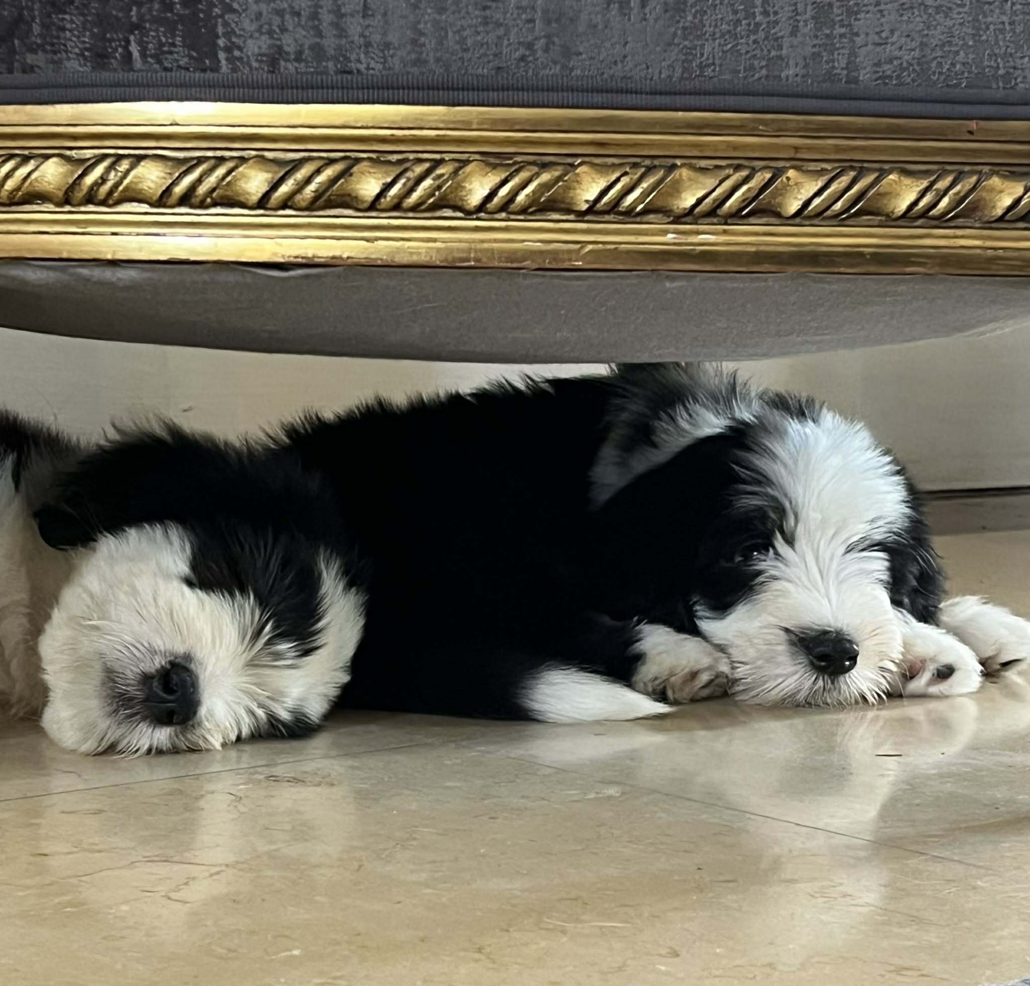 Deux chiots Bearded Collie De Chester