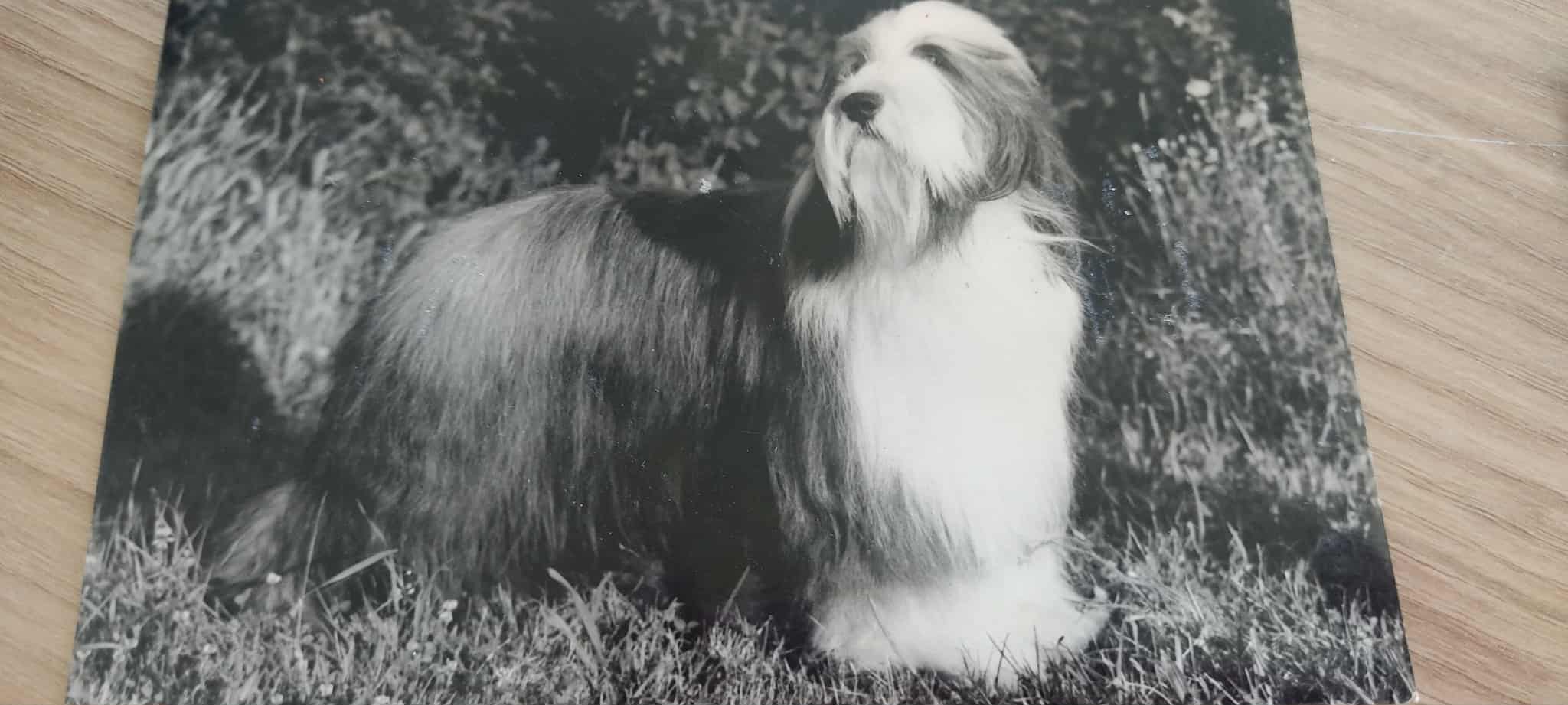 CH Shilstone Diplomat - Multi Champion - BEST IN SHOW Championnat de France 1988