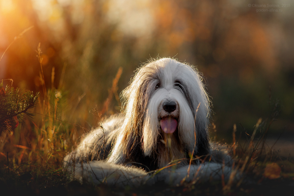 Bearded Collie De Chester, Champion du Monde