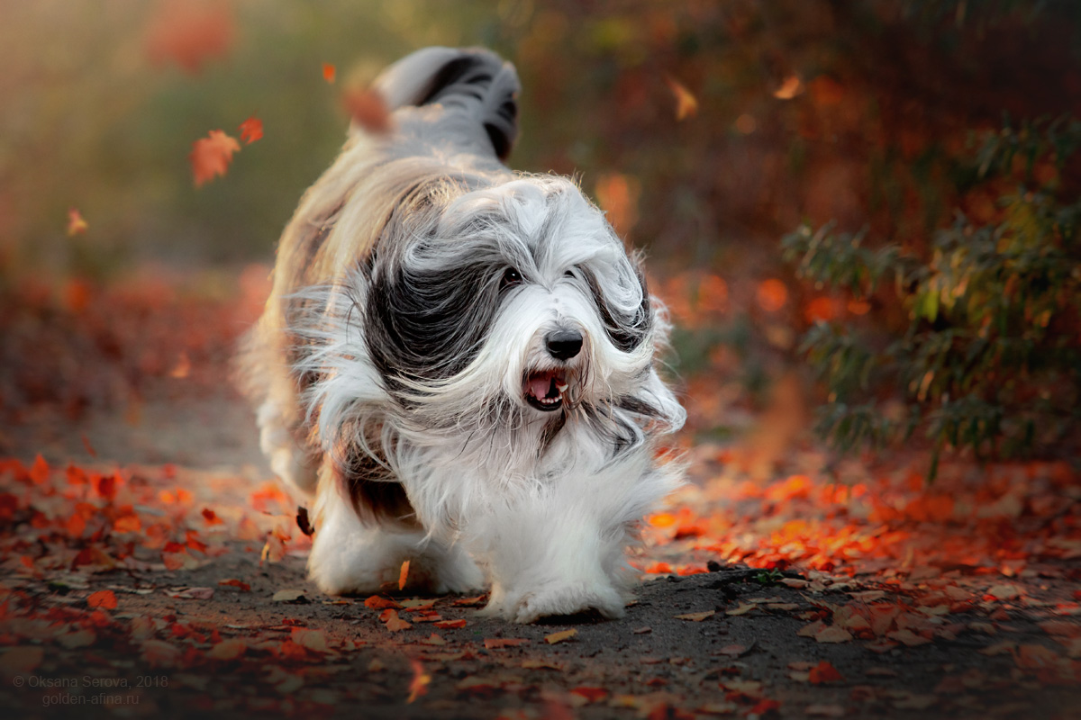 Bearded Collie De Chester en exposition