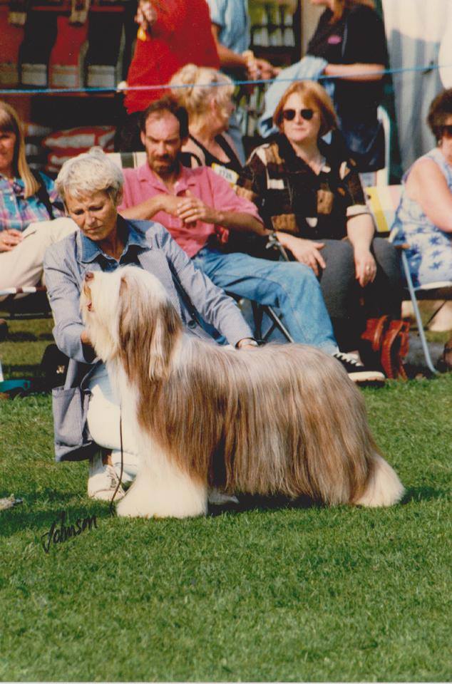 CH UK J'aime De Chester At Snowmead - 10 CC - Reserve Best In Show - Nationale d'Élevage Anglaise