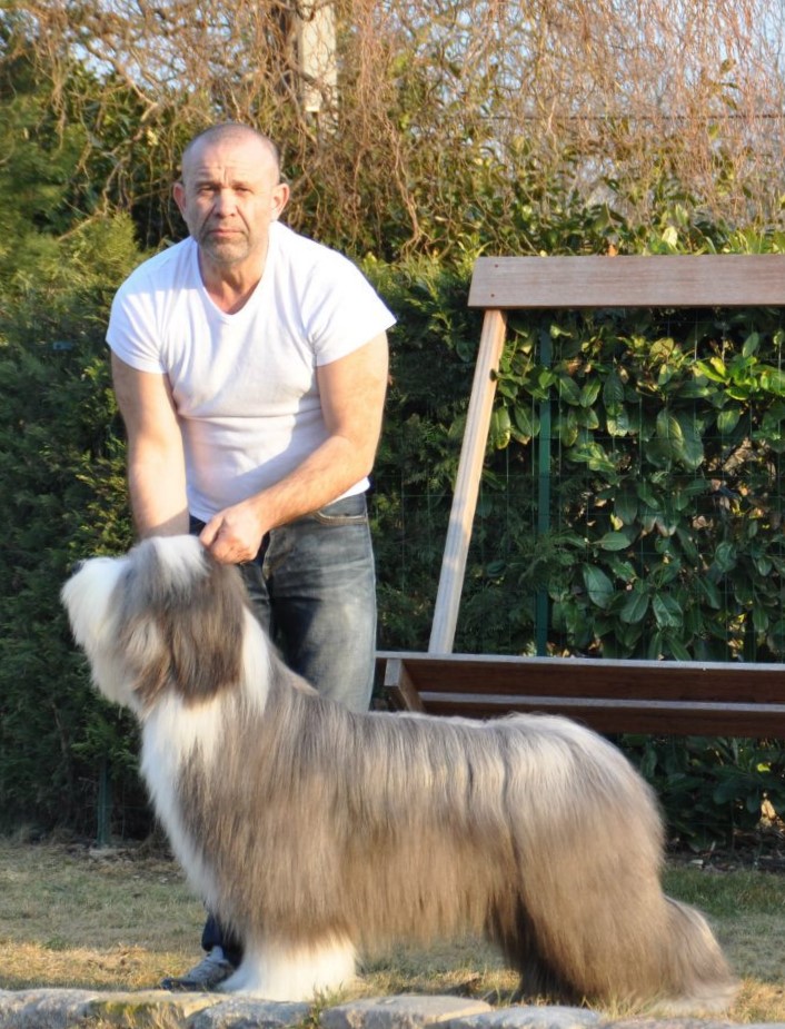 Ch UK Ch Monde Jeune Gatsby De Chester at Snowmead