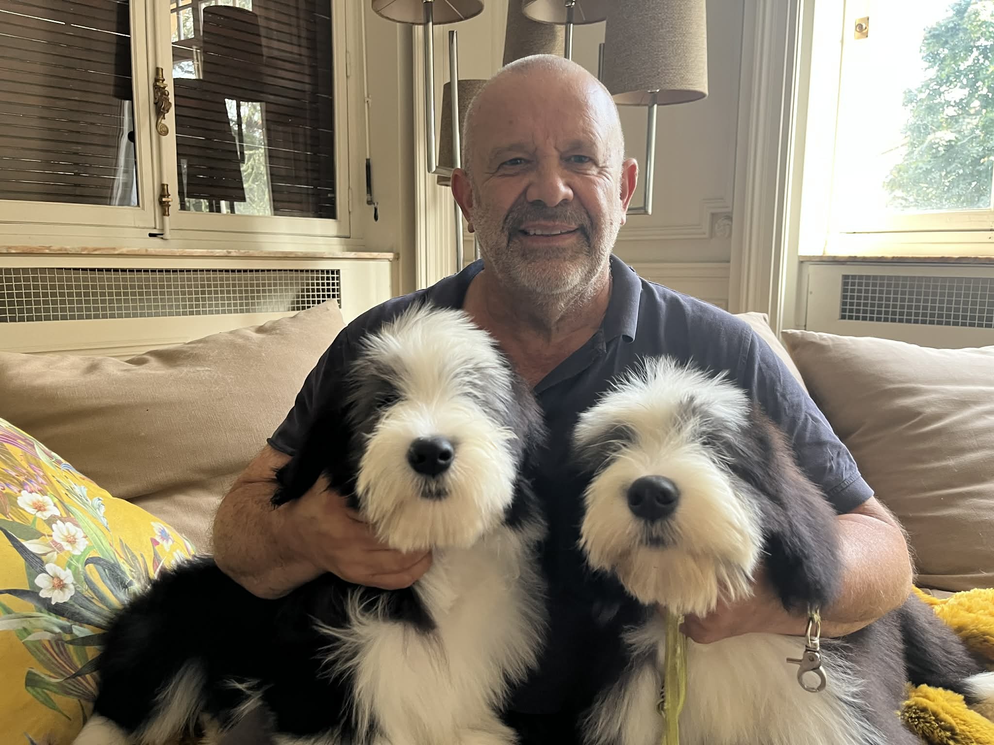 Chiots Bearded Collie De Chester dans leur environnement familial