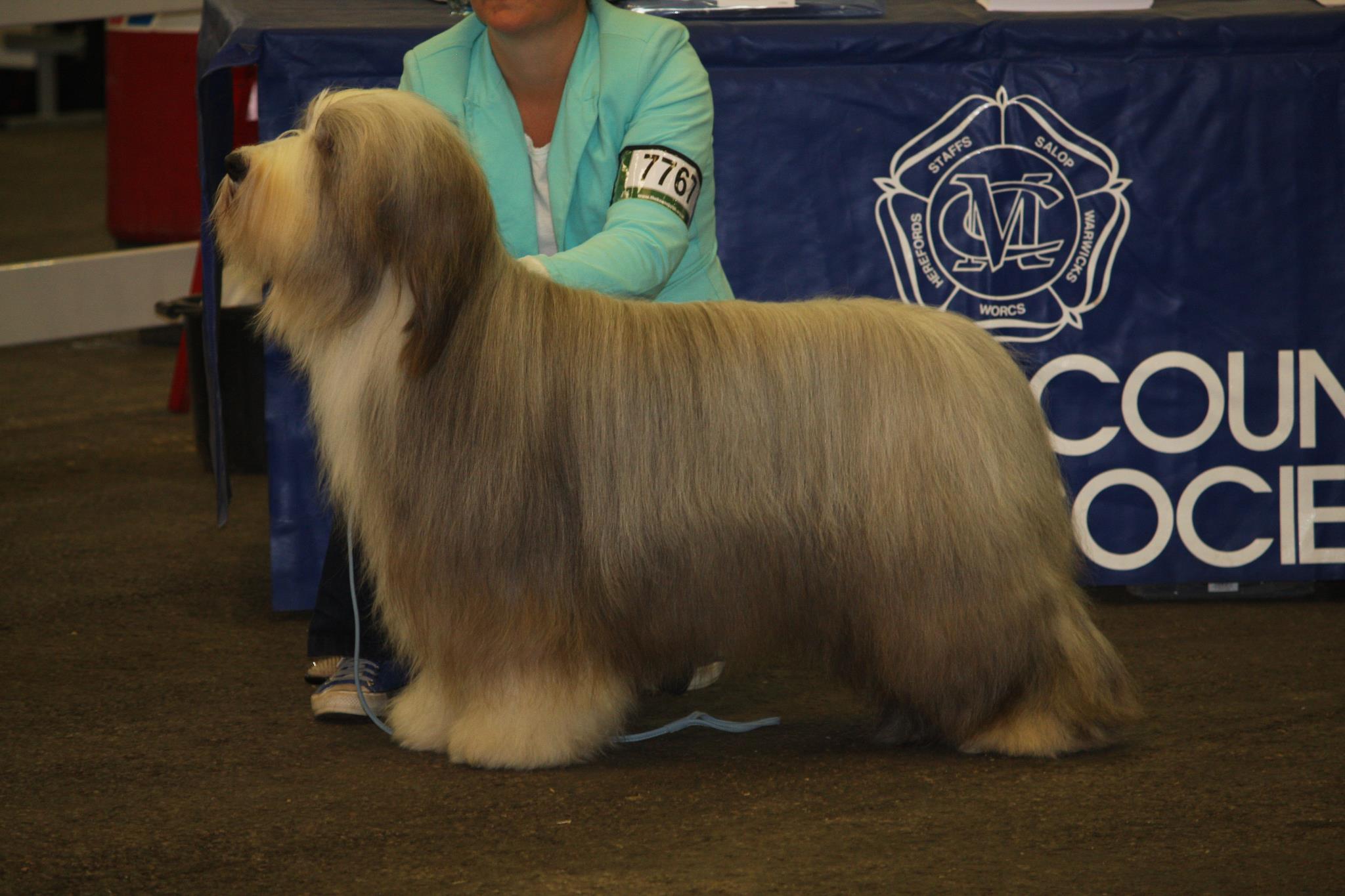 Ch. Gatsby de Chester, Champion du Monde Jeune