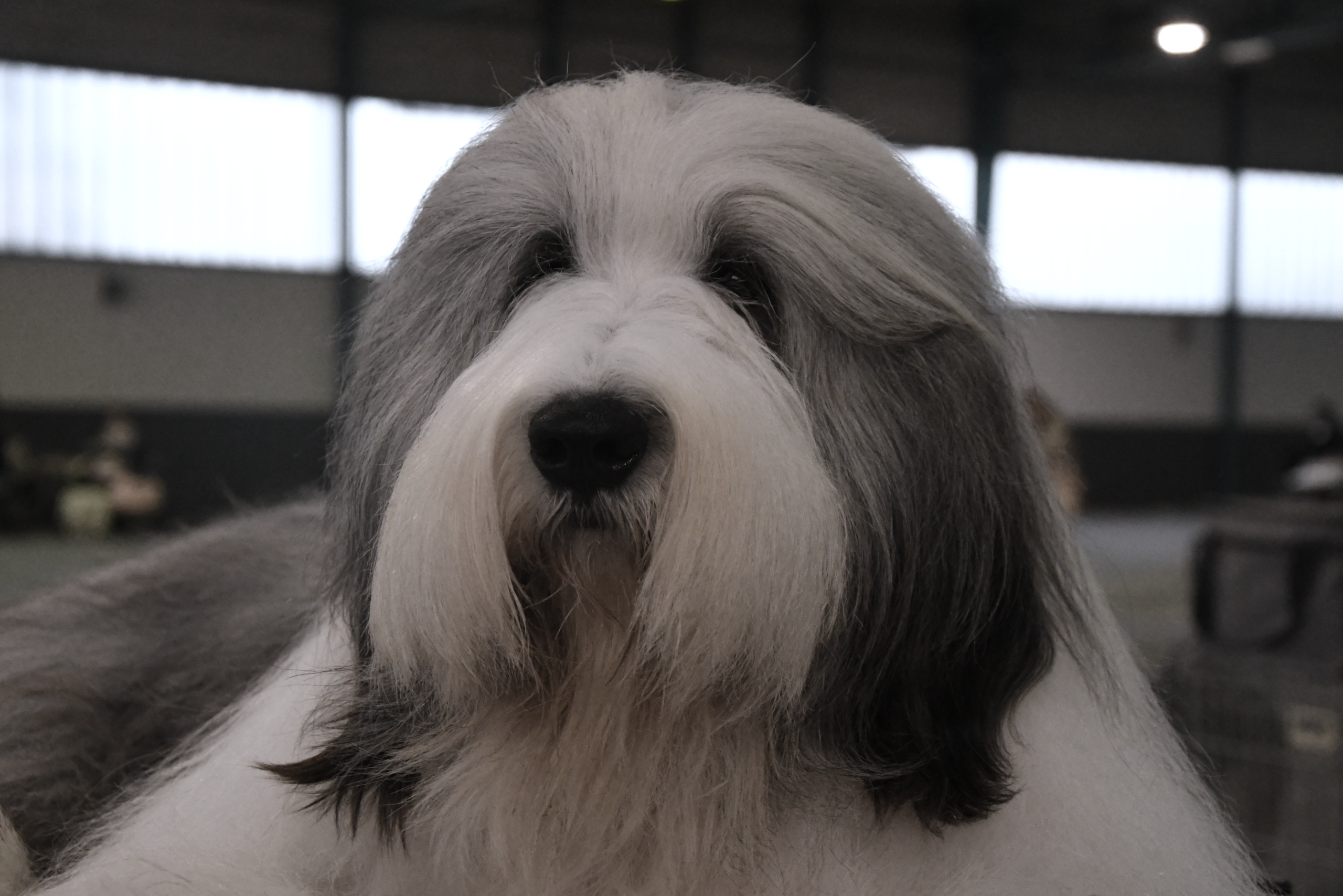 Champion de France De Chester