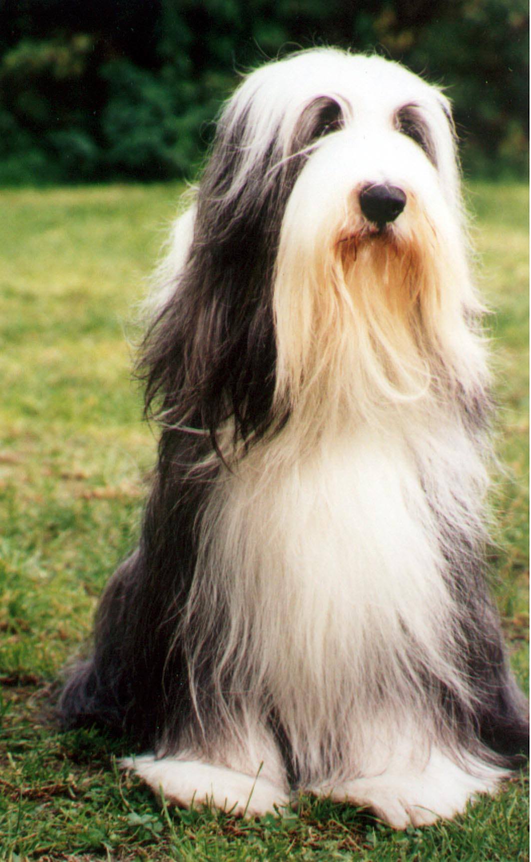 Del Narciso De Gouth Noire - Danube - 32 Best In Show