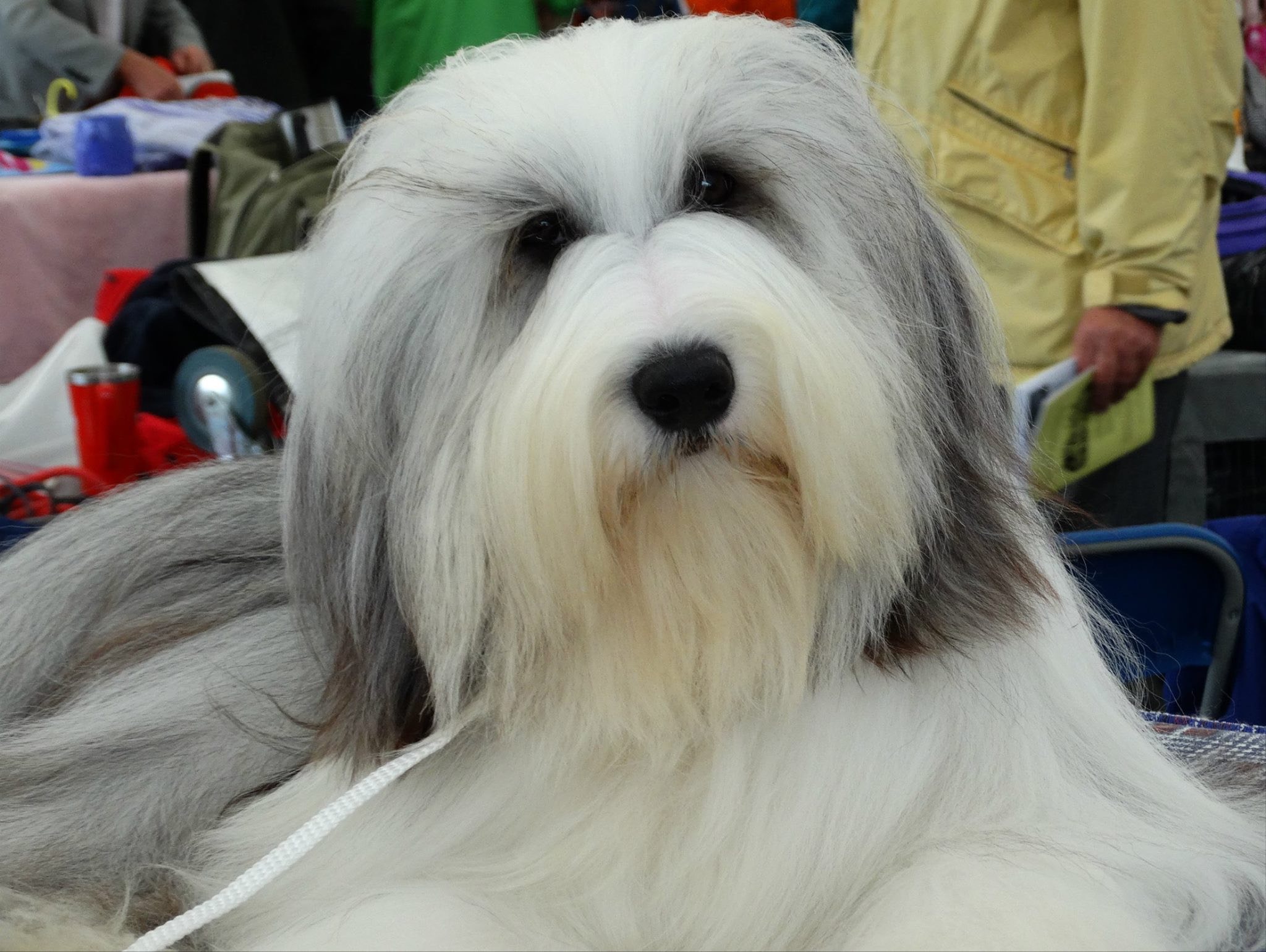 Bearded Collie De Chester Champion